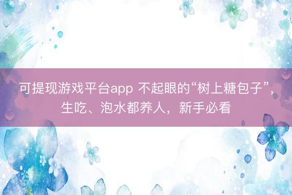 可提现游戏平台app 不起眼的“树上糖包子”，生吃、泡水都养人，新手必看